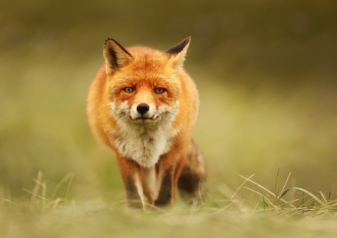 The relationship between foxes & wheelie bins