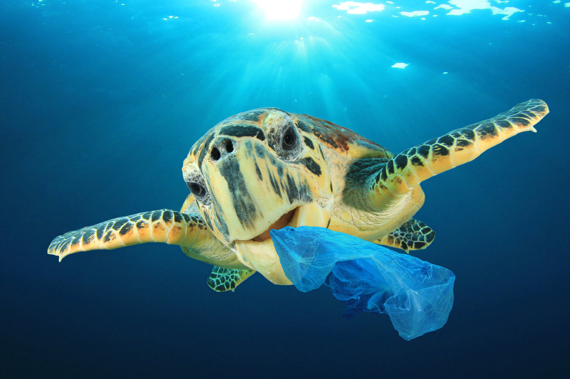 How to use less single-use plastic