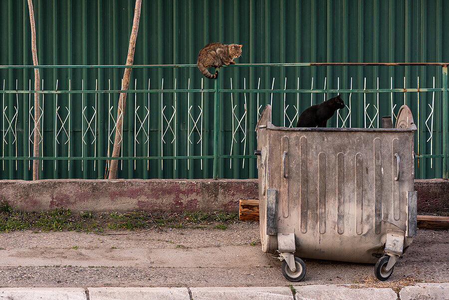 How to clean a wheelie bin: a step-by-step guide